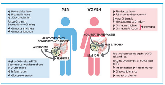 The "Estrobolome & Testosterbolome" - The Gut's Role in the Creation and Homeostasis of Testosterone, Estrogen, & Progesterone