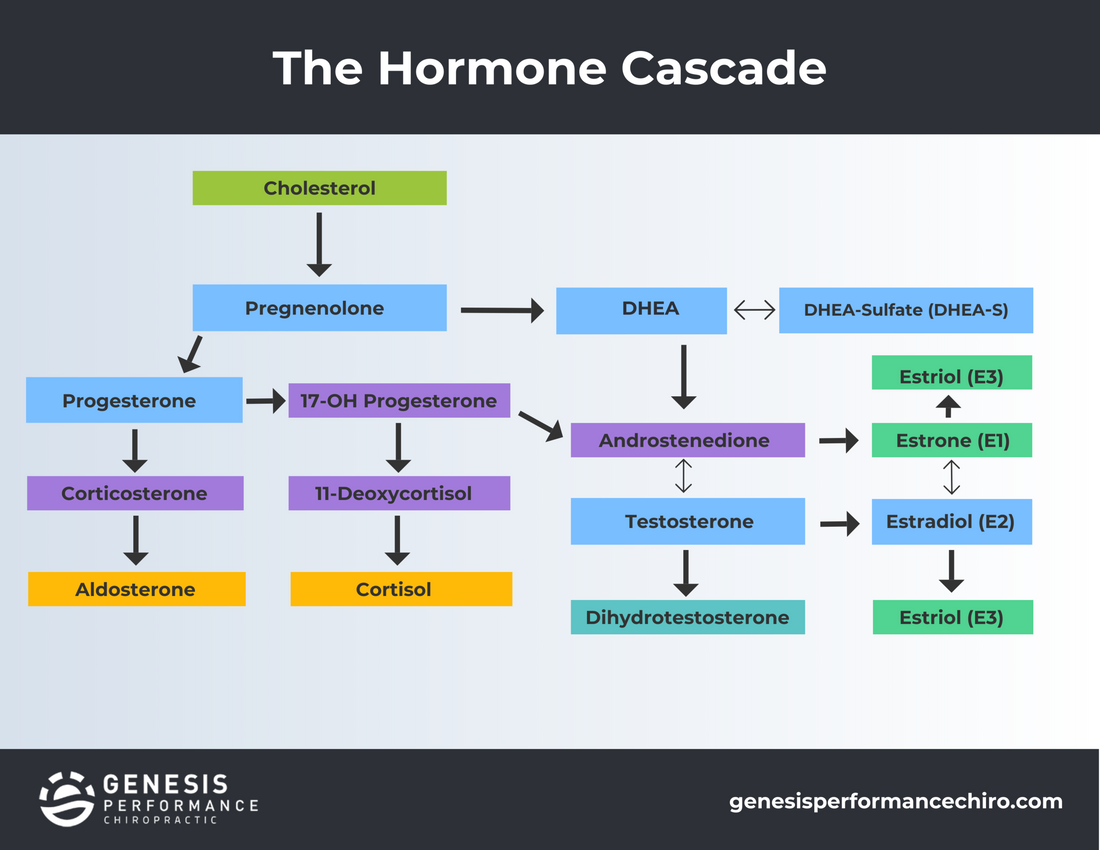 The Testosterone Trail: A Hormonal Odyssey from Cholesterol to Testosterone